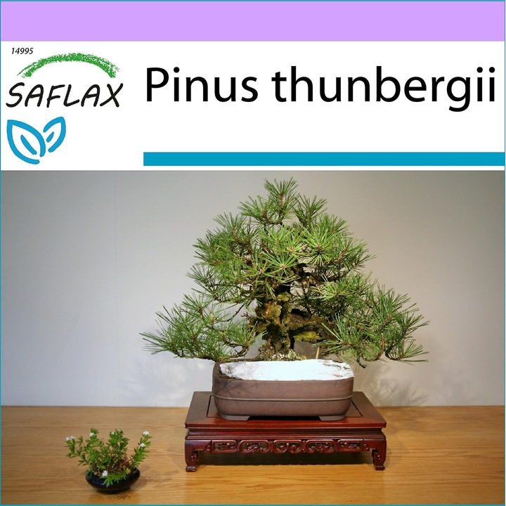 Seminte Bonsai Pinus thunbergii - Pin negru japonez - 30 seminte - rezistent la inghet