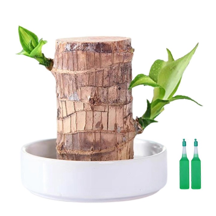 Planta din lemn brazilian cu ghiveci din portelan alb si solutie nutritiva, 5-6cm x 10cm