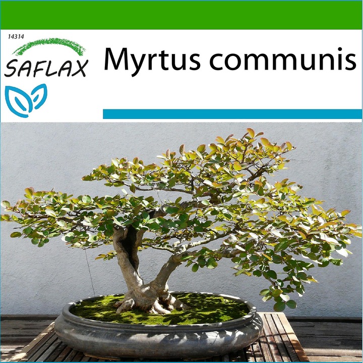 Seminte de Myrtus communis - 30 seminte - Bonsai cu substrat din fibra de cocos