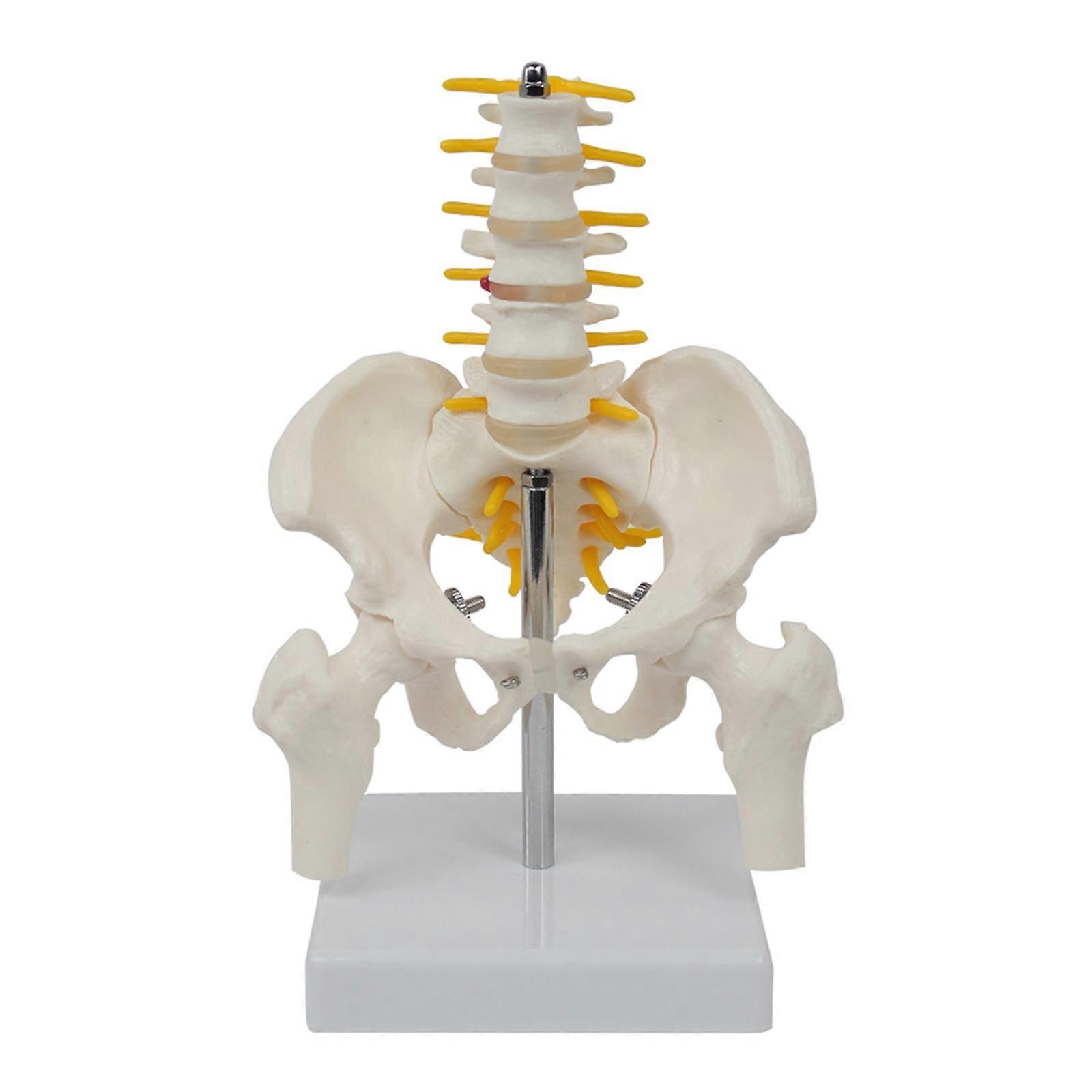 Model de coloana vertebrala umana, PVC, 5 vertebre cervicale, 14 ...