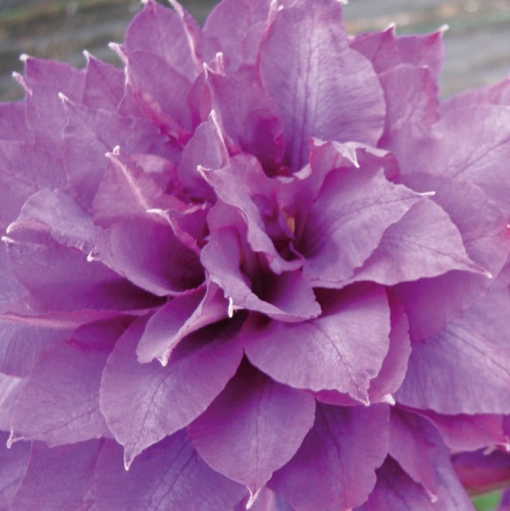 Clematis Vyvyan Pennell, 2L Baumschule Wedrowski, violet, 30cm, arbust decorativ