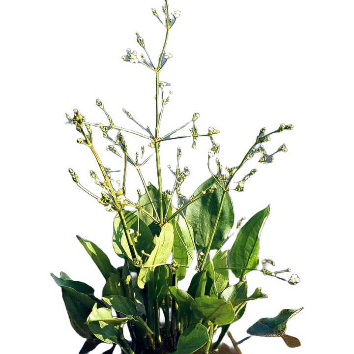 Planta perena de apa Brancarita (Alisma plantago-aquatica)