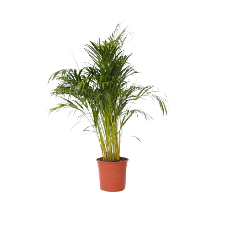 Dypsis lutescens, 80-90 cm, Planta Terra