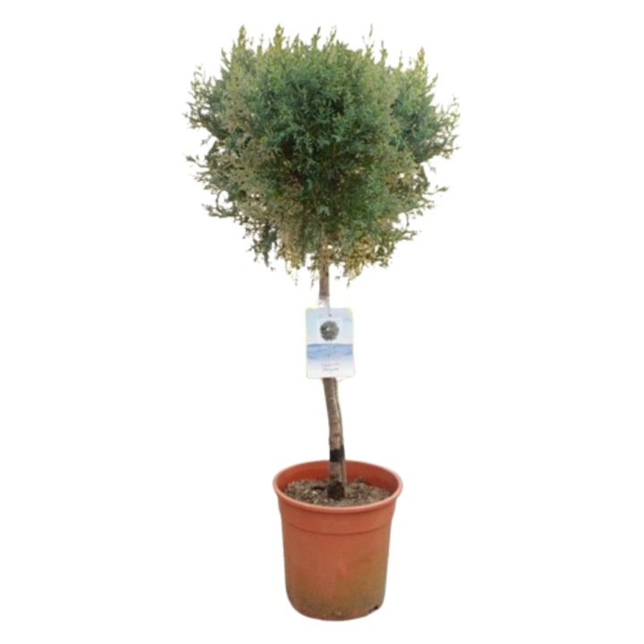 Cupressus arizonica, Glob pe picior 1/4 60 cm, Planta Terra