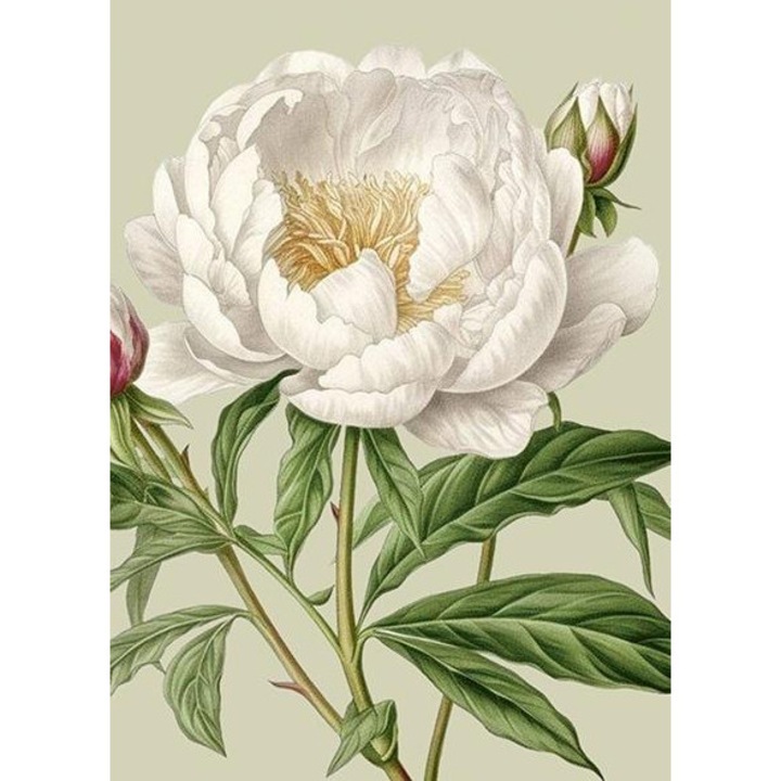 Felicitare Skona Ting ST514 B6, cu coperta, alba, piwonia