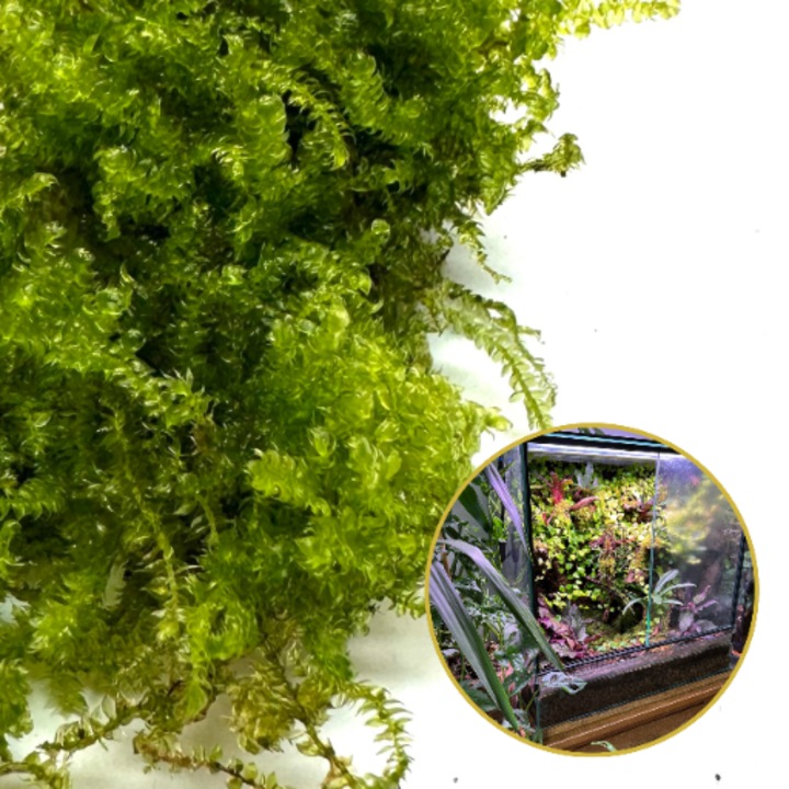 Muschi natural pentru terariu, BIOTERR, 3-5cm, verde