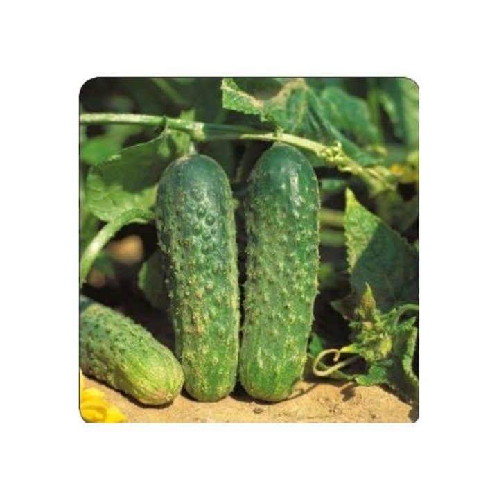 Seminte castraveti cornichon Crisan 1 5 gr PG2 Agrosel