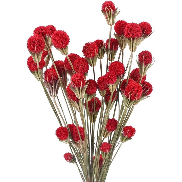 Buchet flori uscate HERUSI rosu 55cm set 2 buc