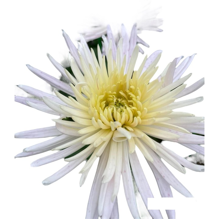 Radacina crizantema ANASTASIA Alb. 5Buc