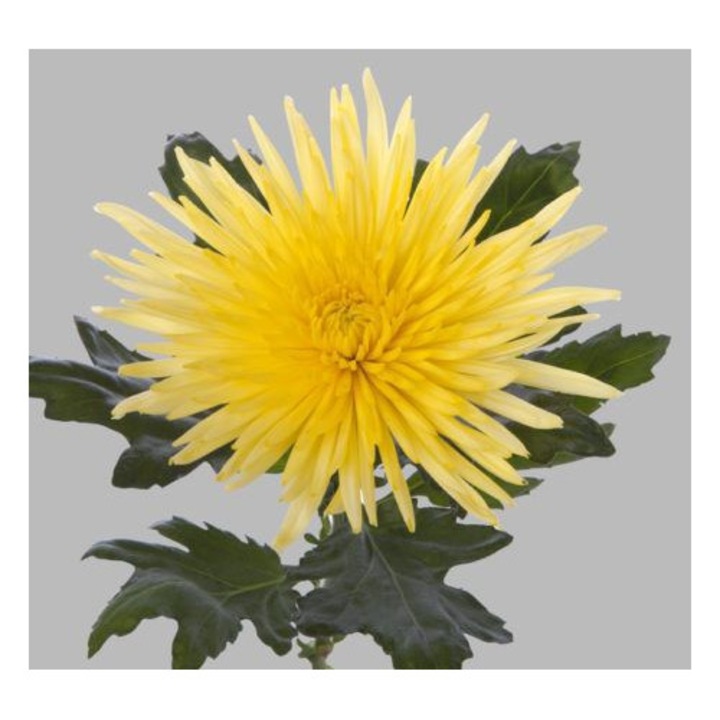 Radacina crizantema ANASTASIA Galbena. 5Buc