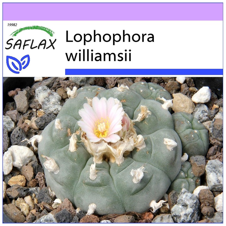 Seminte Peyote - Lophophora williamsii - 20 seminte - cactus hemisferic, flori roz