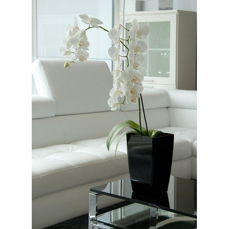 Ghivechi auto-udare MIMOSA 15 cm, Black