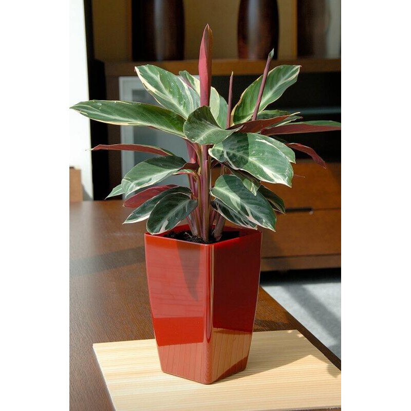 Ghivechi auto-udare MIMOSA 24 cm, Red wine