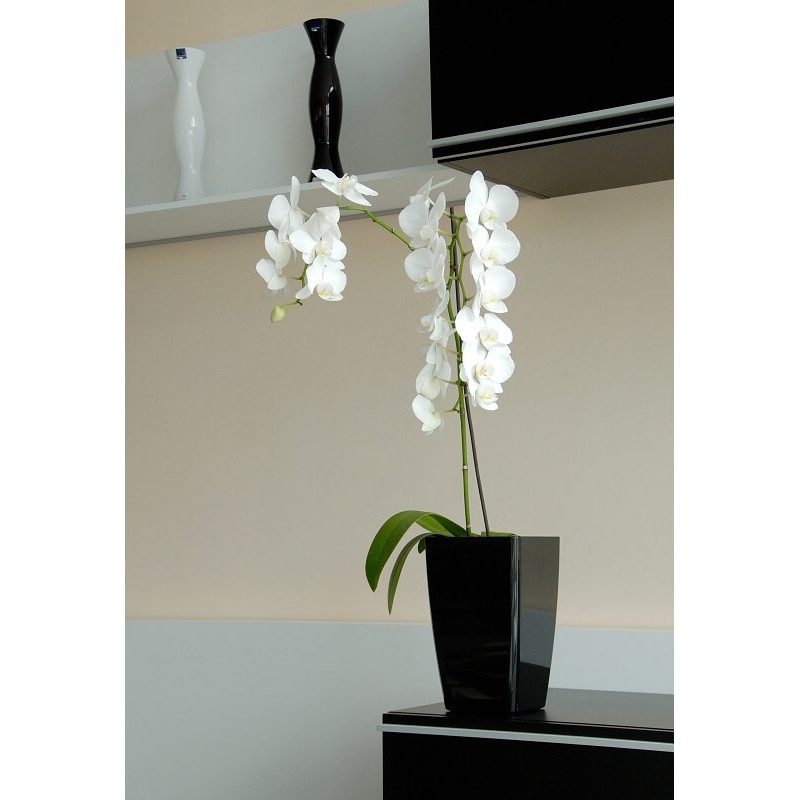 Ghiveci auto-udare 15, MIMOSA, Negru