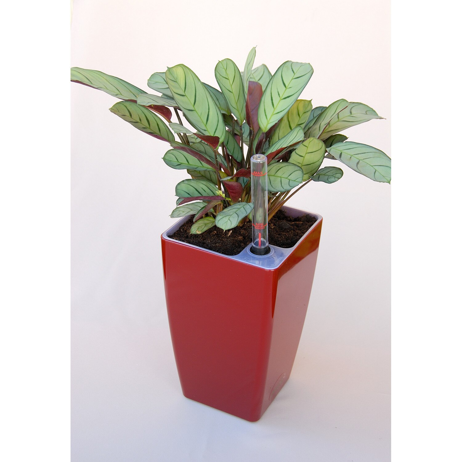 Ghiveci auto-udare 15 MIMOSA, Rosu