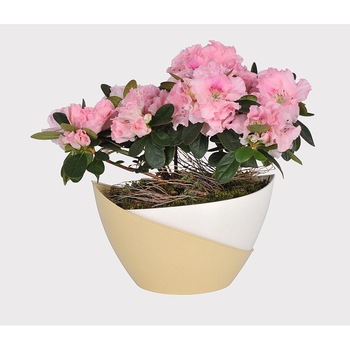 Ghivechi auto-udare DOPPIO 14 cm, Ivory/DarkIvory Ghivechi auto-udare DOPPIO 14 cm, Ivory/DarkIvory