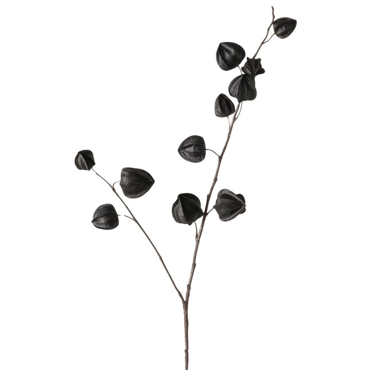Műág Physalis, fekete