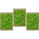 Set 3 tablouri licheni decorativi verde deschis, 3x19x23, rama lemn