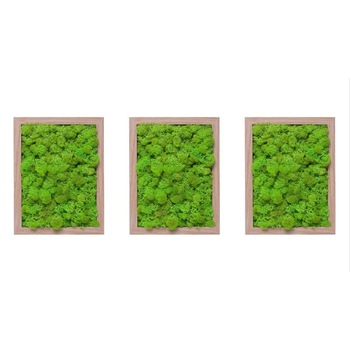 Set 3 tablouri licheni decorativi verde deschis, 3x19x23, rama lemn Set 3 tablouri licheni decorativi verde deschis, 3x19x23, rama lemn