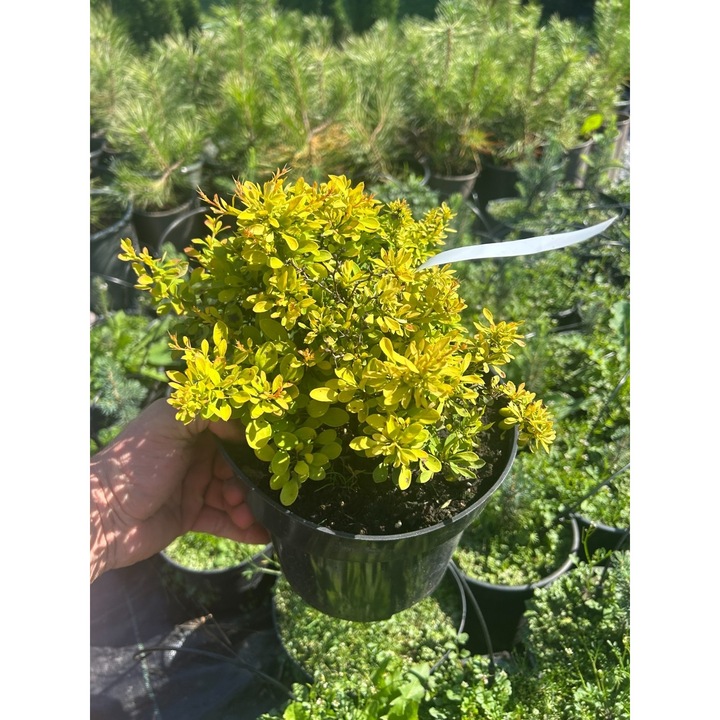 Borbolya-Berberis thunbergii ‘Tiny Gold’ – törpe díszcserje aranysárga lombozattal