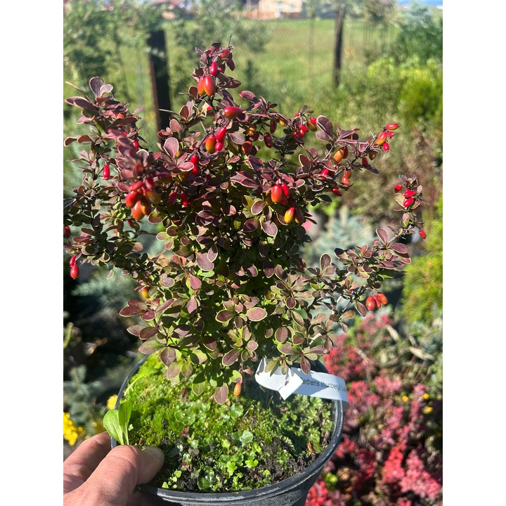 Dracila-Berberis thunbergii "Lutin Rouge"