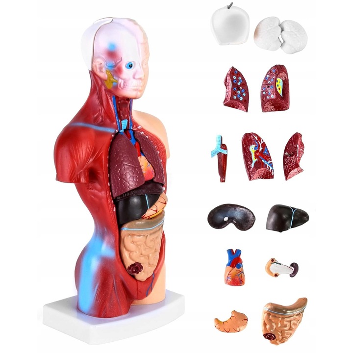Model anatomic uman 15 piese, 26cm, material PVC, detalii precise