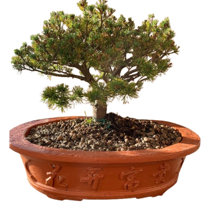 Bonsai Pin alb japonez 'Filip's Blue Diamond' in Ghiveci ciment - 60 cm x 55 cm