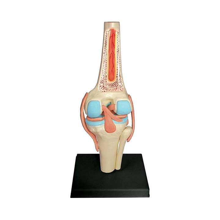 Model 4D Anatomie Torso, 1 Set, Plastic, Multicolor