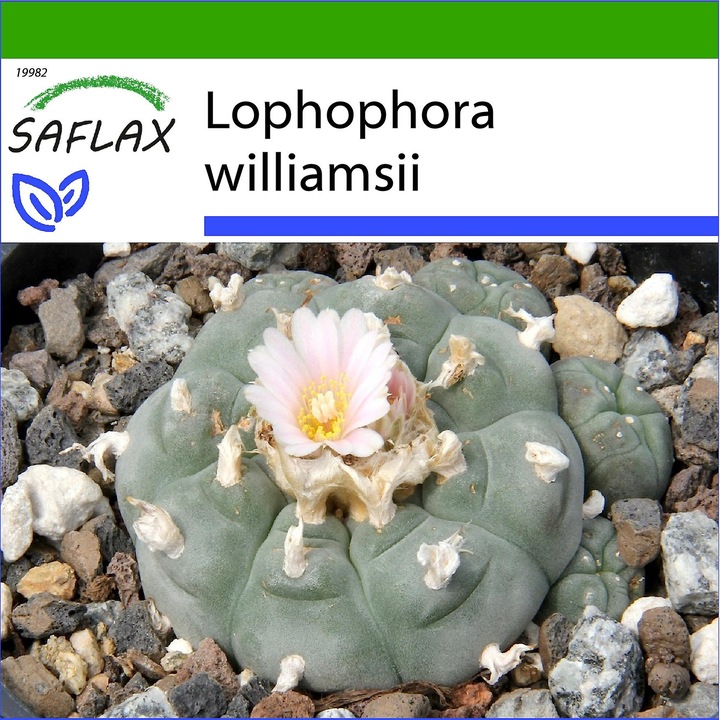 Seminte Peyote - Lophophora williamsii - 20 seminte - Cactus hemisferic, flori roz, 8-15 cm SAFLAX