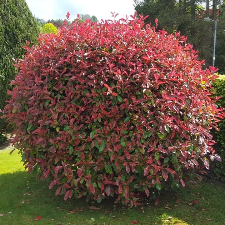 Photinia 'Red Robin' arbust peren cu frunzis vesnic verde la ghiveci P9.5 H 30-40 cm