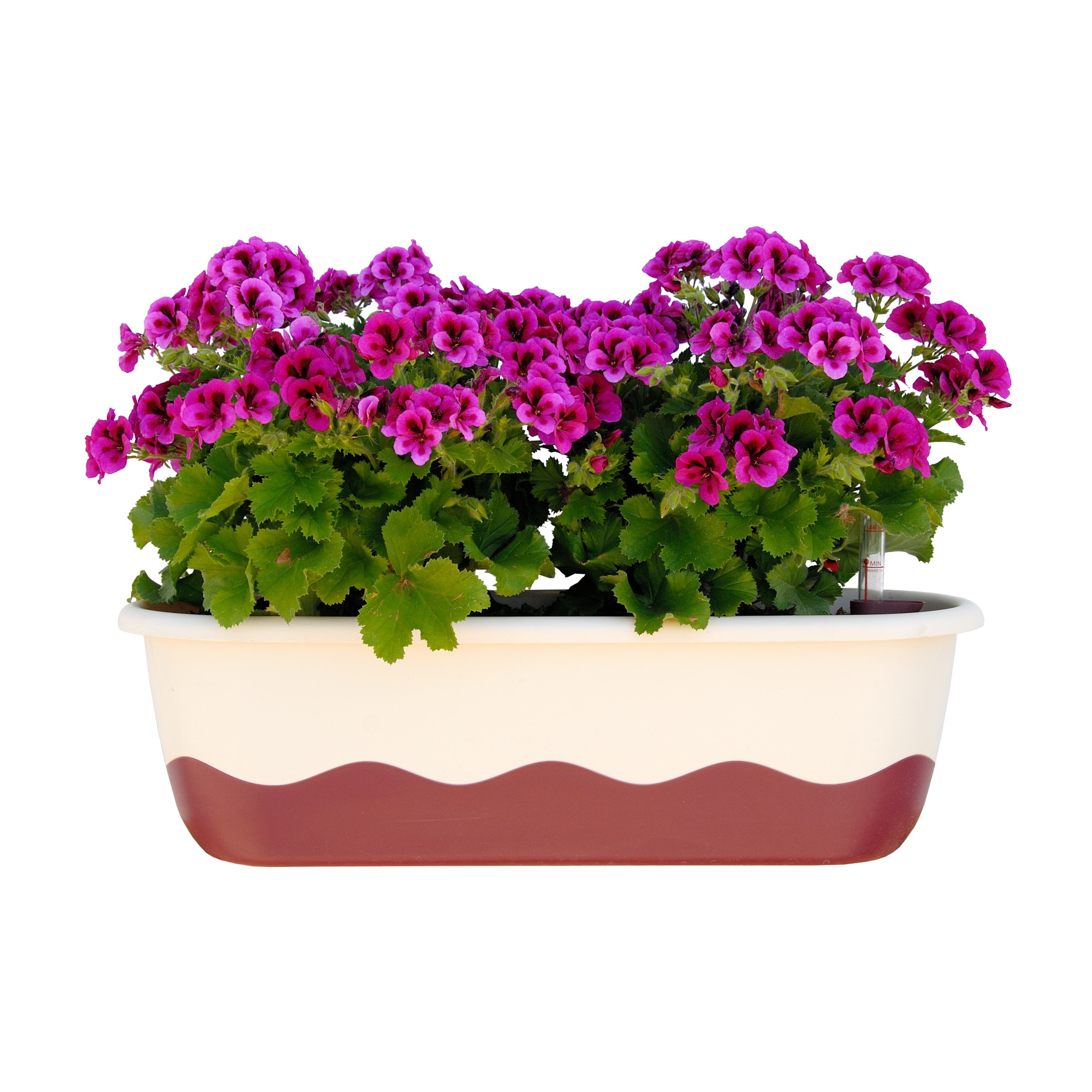 Jardiniera auto-udare MARETA 60 cm , Ivory/Redwine + suport