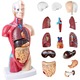 Model Anatomic Trunchi Uman, Suness, 28 cm, cu 15 Organe Detasabile, Model Anatomic Educational, Amovibil, Locatie precisa, realziat din pvc ecologic, Ideal pentru Studenti, Doctori, Profesori