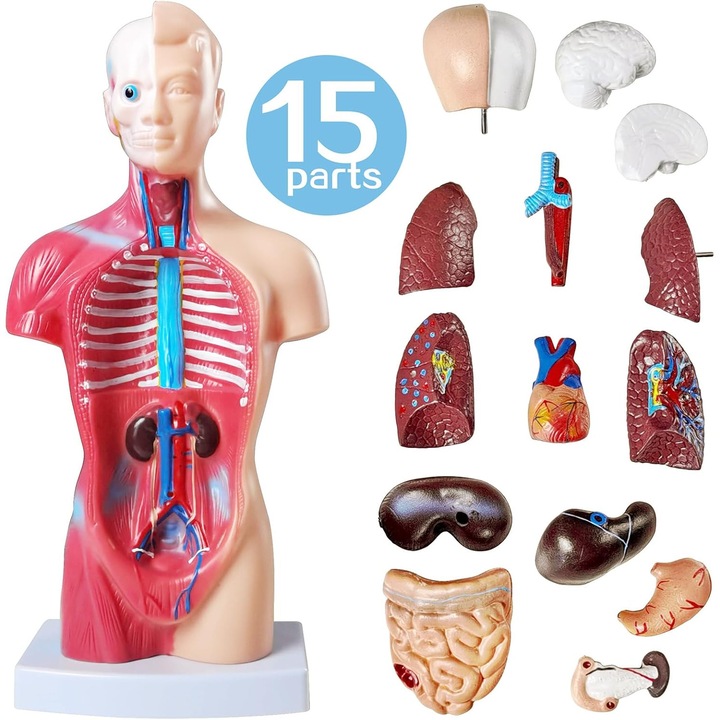 Model Anatomic Trunchi Uman, Suness, 28 cm, cu 15 Organe Detasabile, Model Anatomic Educational, Amovibil, Locatie precisa, realziat din pvc ecologic, Ideal pentru Studenti, Doctori, Profesori
