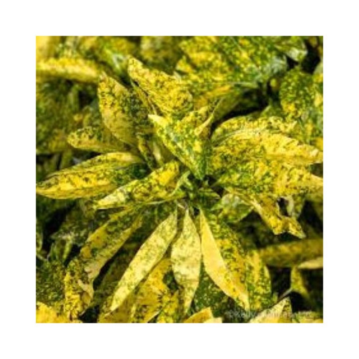 Aucuba japonica Golden King, arbust decorativ, ghiveci C2, verde, H 30-35 cm