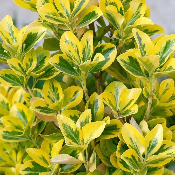 Euonymus Japonicus Aureomarginatus, arbust decorativ, verde, ghiveci P9