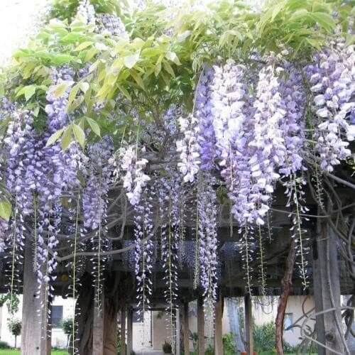 wisteria  Paarse blauweregen - Wisteria sinensis (geurende bloemen) – Secret