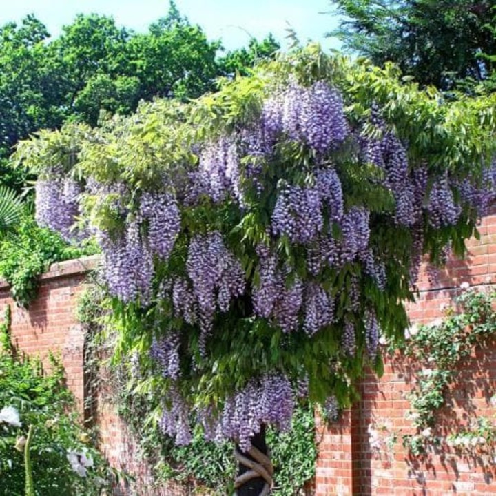 Wisteria floribunda "Domino" - Glicina Bicolora la ghiveci P15, H 100-120 cm