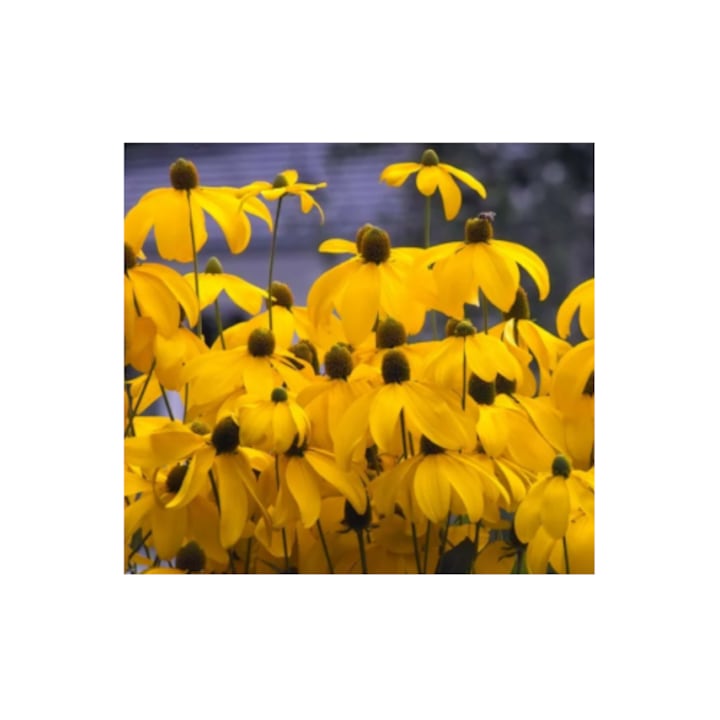 Rudbeckia laciniata Herbstsonne, arbust decorativ, flori aurii, inaltime 140-190 cm, 1 rădăcină nuda