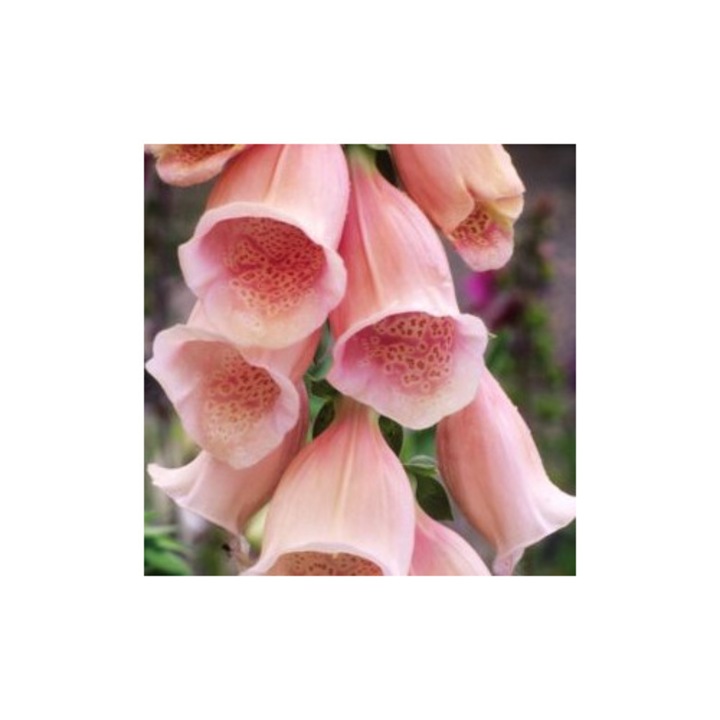 Degetel - Digitalis purpurea 'Apricot Beauty' sau Foxglove - planta perena la ghiveci P9 - H 10 cm