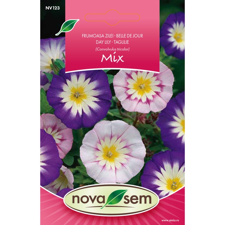 Seminte de flori frumoasa zilei Convulvulus Tricolor 1 gr