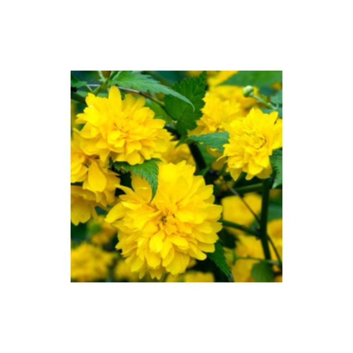 Kerria japonica Pleniflora sau Trandafirul Domnesc la ghiveci C1.5, H 40-50 cm