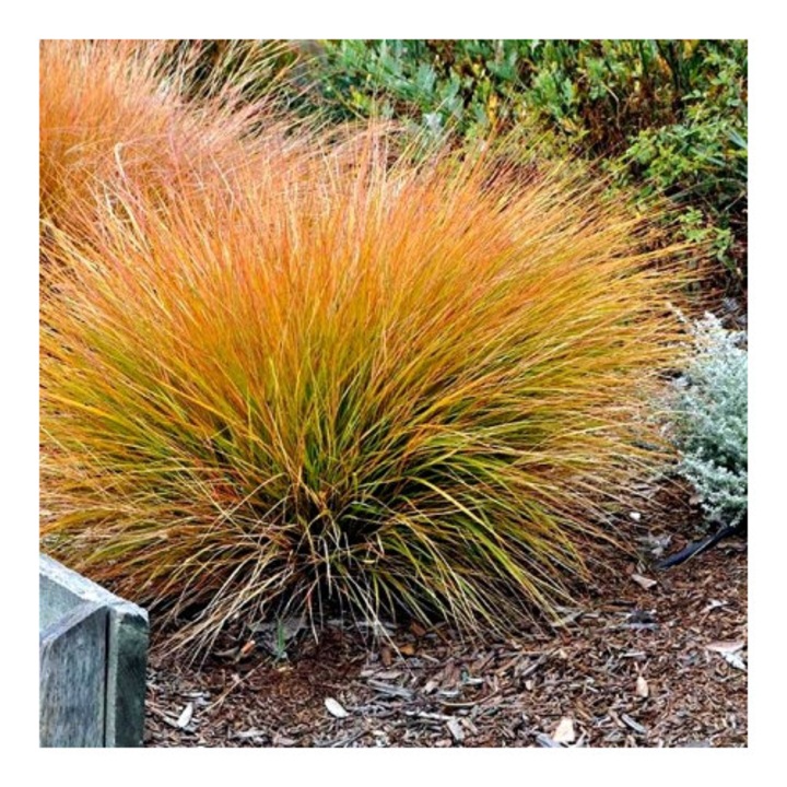 Carex testacea Prairie Fire - Focul de Preerie la ghiveci P9, H 10-cm