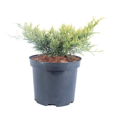 Ienupar - Juniperus x Media Gold Coast - diametru 30 - 40 cm