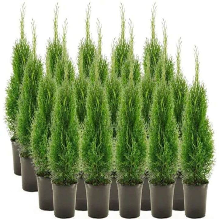 20 db Smaragd Tuja, 60 cm magas, impozáns és élénkzöld sövény