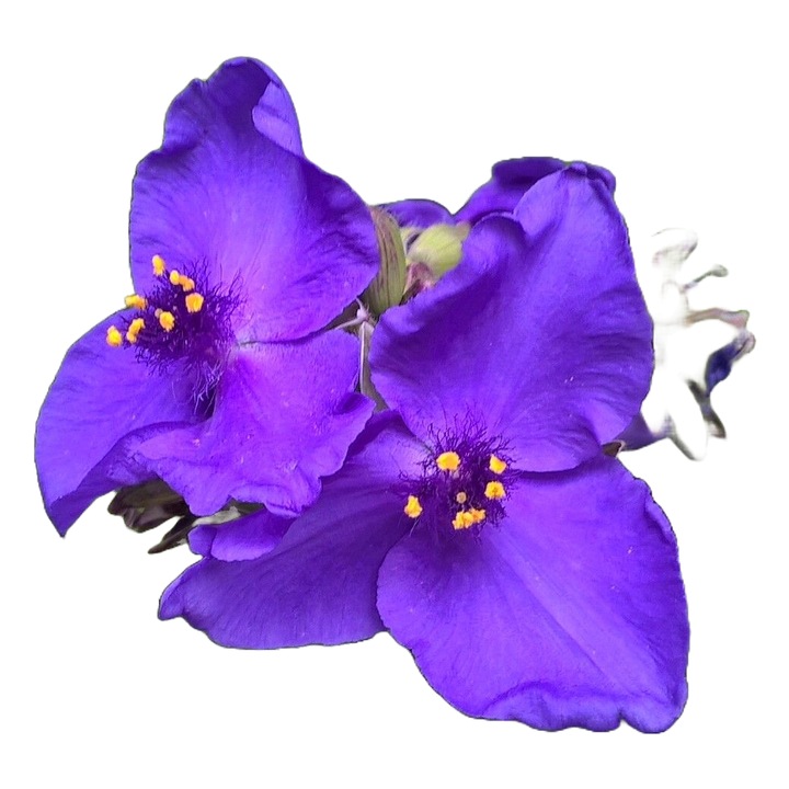 Planta perena de gradina Telegraf de gradina / Ochi de paun cu flori albastre (Tradescantia × andersoniana)