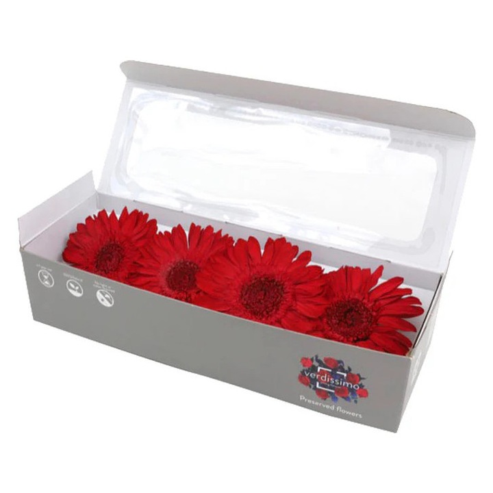 Cutie cu 4 Gerbera criogenate, Rosu, Verdissimo