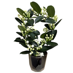 Iasomie de Madagascar, Stephanotis natural, H 40 cm