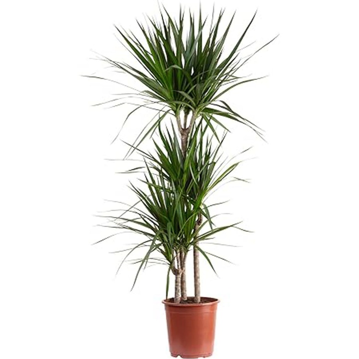 Dracaena marginata planta naturala, H 120-140 cm
