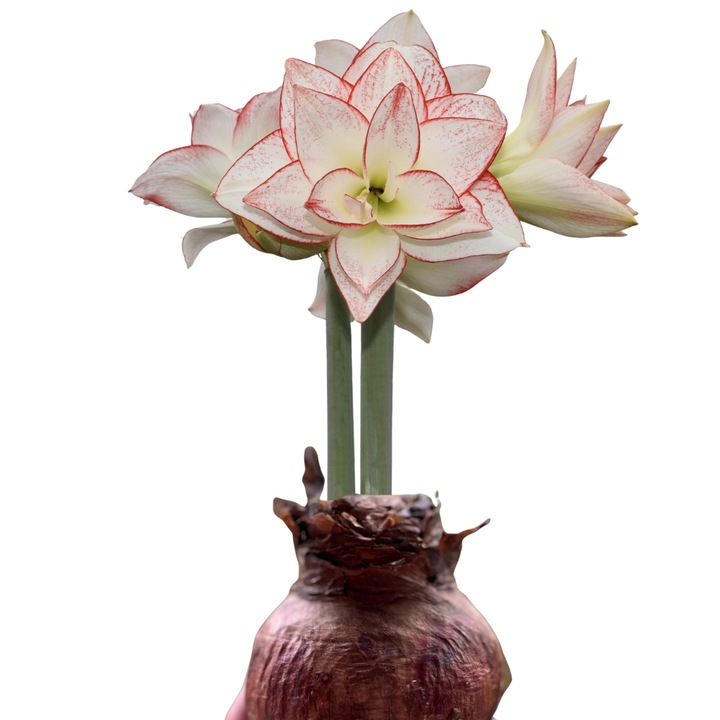 Bulb Amaryllis Tika Star, Miracle Garden, alb-crem cu margini roșii, dimensiune 28/30, flori duble, înălțime 40-60 cm