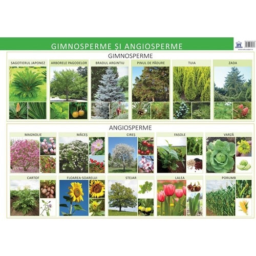 Gimnosperme si angiosperme. Plansa - Florica Alexandrescu
